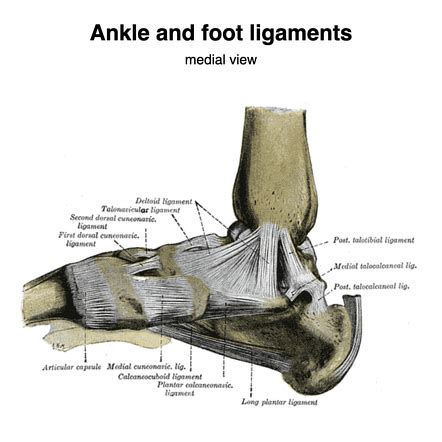 Long Plantar Ligament