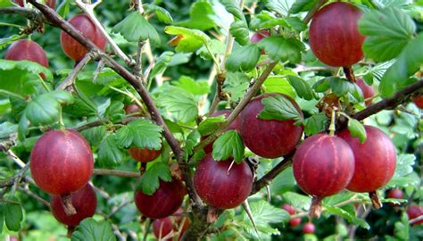 11 Health Benefits Of Gooseberry Juice: Heart, Anti Ageing, Diabetes ...