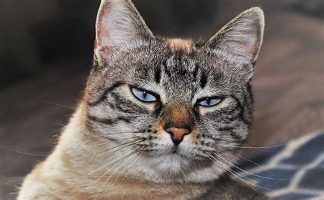 How to treat conjunctivitis in cats? ~ Cat Tabti - Fun Facts And Tips ...