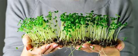 Best Grow Lights for Microgreens