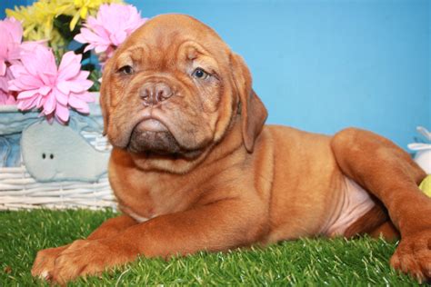 Dogue de Bordeaux Puppies For Sale - Long Island Puppies