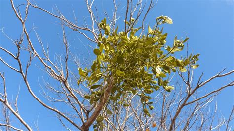 Nature Photography and Facts : Mistletoe