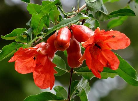 Free photo: Pomegranate, Flower, Flowers, Red - Free Image on Pixabay - 173344