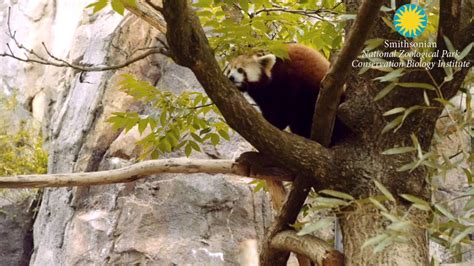 Red Pandas on Exhibit at the Smithsonian's National Zoo - YouTube