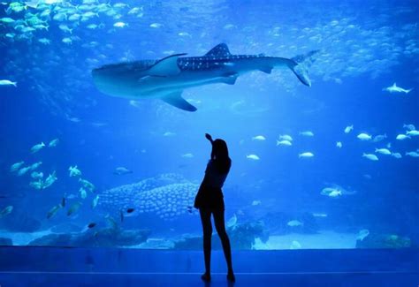 Sea Life London Aquarium: FAQs | The London Pass®