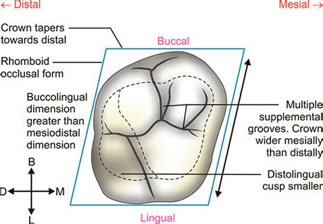 Costa Usual dirección maxillary 2nd molar anatomy Creación Popular A menudo hablado