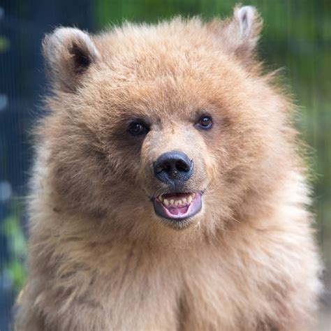 Woodland Park Zoo orphaned cub