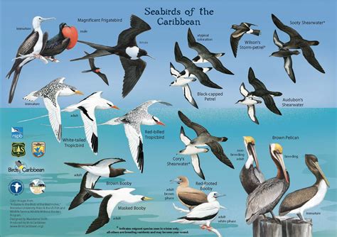 Seabird Resources – BirdsCaribbean