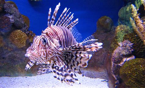 Red Lionfish | The Animal Facts Appearance, Diet, Habitat, Behavior