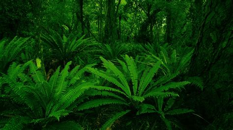 1920x1080 leaves ferns macro water drops nature plants JPG 247 kB, HD ...