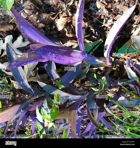 Purple leaved groundcover Stock Photo - Alamy