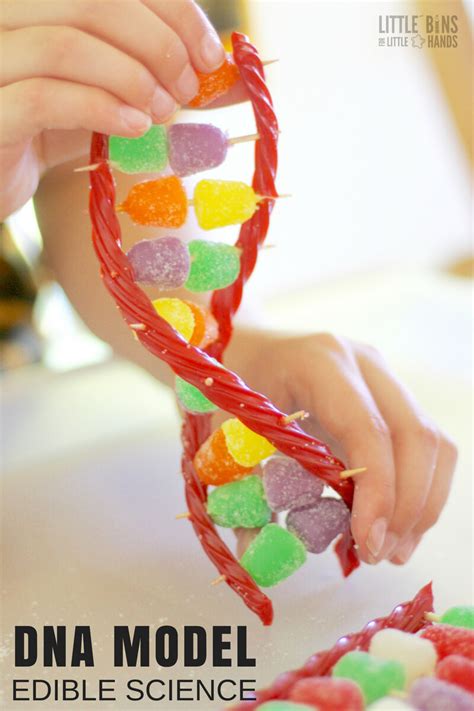 Edible Science Experiments | Dna model, Dna project, Dna activities