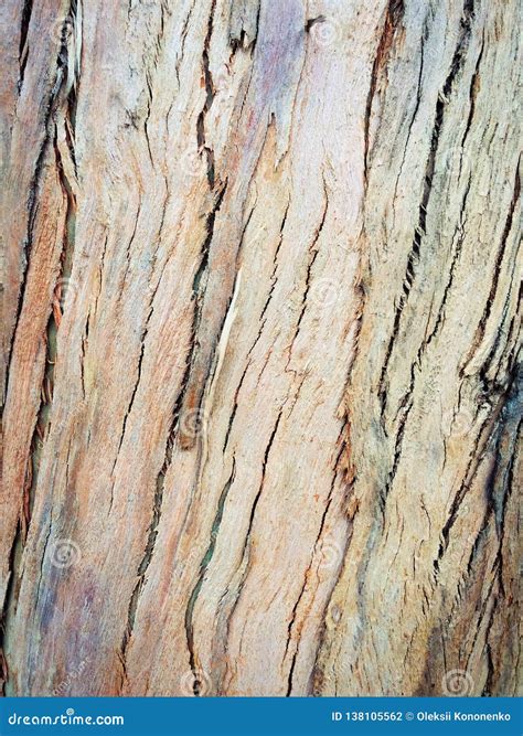 Eucalyptus Bark, Wood Texture, Wood Background Stock Photo - Image of ...