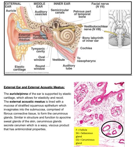 Ceruminous Glands Histology