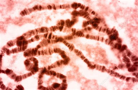 Fruit Fly Chromosomes - Stock Image - C017/4187 - Science Photo Library