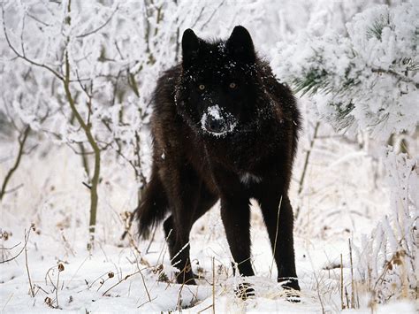 black wolf in snow beautiful eyes kewl | Howling For Justice