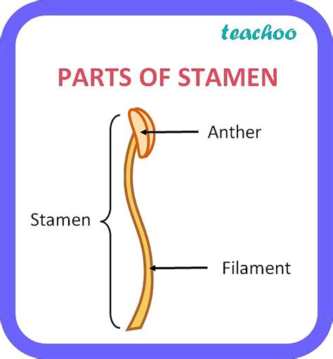 [Reproduction] Stamen - Parts and Functions [with Examples and images]