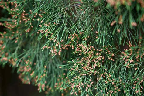 How to Grow and Care for Eastern Red Cedar