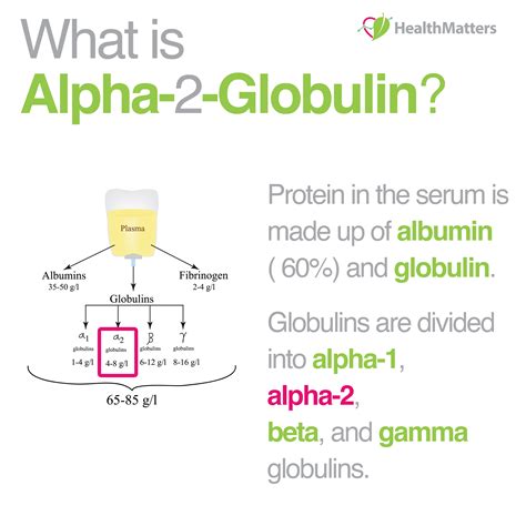 What is Alpha-2-Globulin (Serum)?