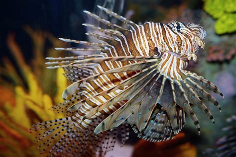 Pterois volitans called a red lionfish with venomous spiky fin r Photograph by Reimar Gaertner