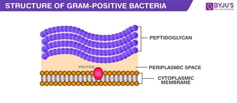 Gram Positive Bacteria - Characteristics, Cell Structures, Benefits and ...