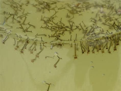 Tadpoles or mosquito larvae?