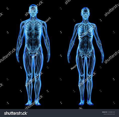 Man Woman Muscle Skeletal Systems Xray Stock Illustration 1359081410 | Shutterstock