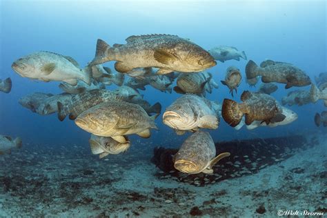 Goliath Grouper Spawning Season Goliath Grouper Spawning Season