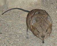 Elephant shrew Facts for Kids