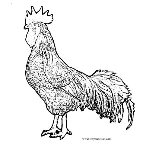 Rooster Coloring Page Preschool : Chickens Hens And Roosters Coloring Pages : Howdy people , our ...