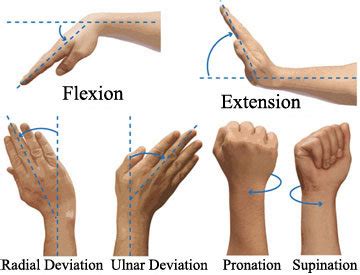 Pronation Anatomy