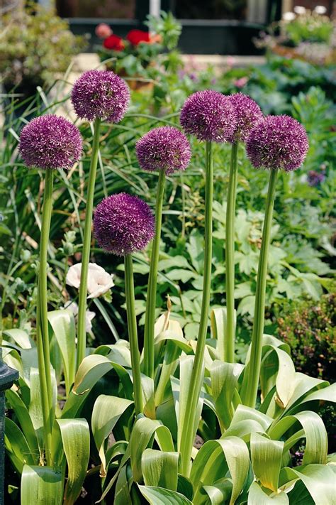 Alliums: Part Onion, All Flower! | HGTV