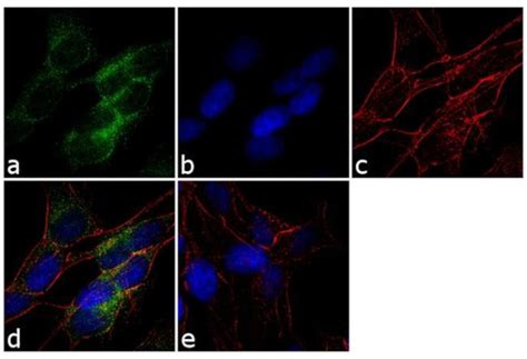 Fibrillin 1 Antibody (MA5-12770)