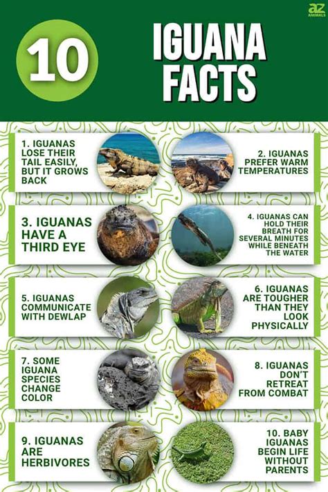 10 Incredible Iguana Facts - A-Z Animals