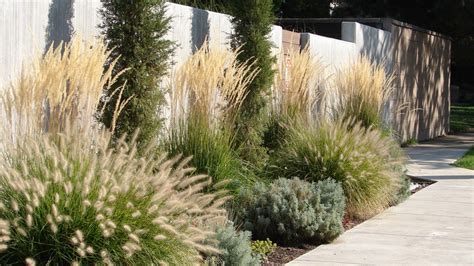 The Best Time Of Year To Cut Back Your Ornamental Grasses