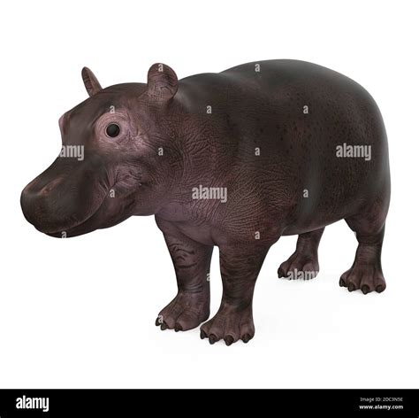 Baby Hippopotamus Isolated Stock Photo - Alamy