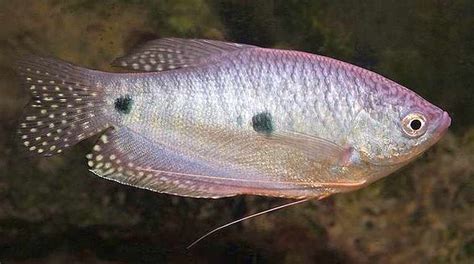 Three spot gourami (Trichopodus trichopterus) | Tropical Fish Keeping