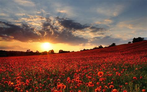 Field of Poppies Wallpaper (50+ images)