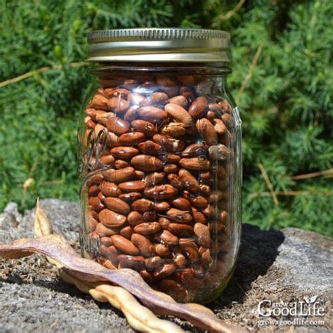 How to Save Bean Seeds to Plant Next Year