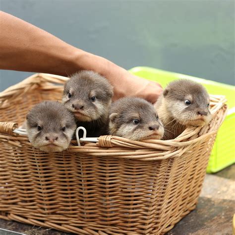 a box of otter pups | Cute animals, Cute baby animals, Otters cute