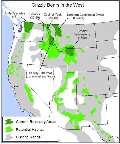 Legal Petition Calls for Return of Grizzly Bears to Vast Portions of American West : Indybay