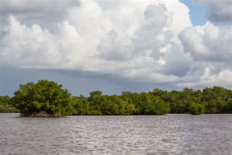 Kayaking Florida – Rookery Bay, Naples (Round 2) | Nick Botner