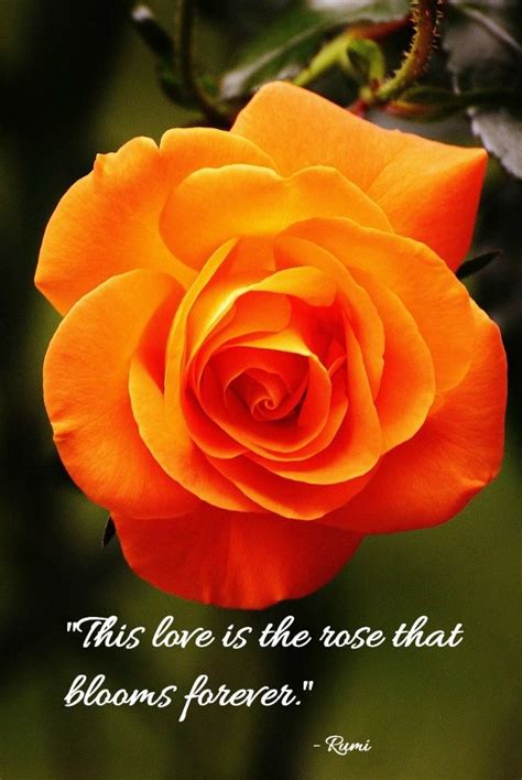 35 Romantic Rose Quotes and Sayings to Show You Care | Beautiful rose ...