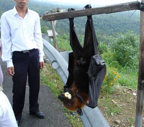 The Giant Golden-Crowned Flying Fox, The Largest Bat In The World