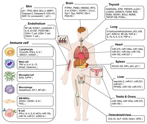 Mutations In Humans Caused By Radiation