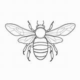 Honey Comb Bee Coloring Pages sketch template
