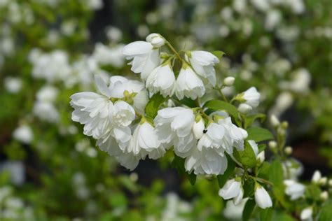 18 Beautiful Mock Orange Varieties (Philadelphus) - Petal Republic