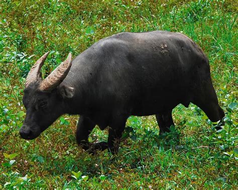 Tamaraw - Facts, Diet, Habitat & Pictures on Animalia.bio