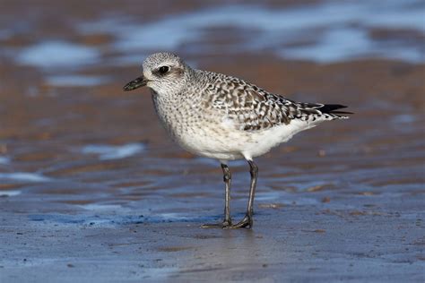 Grey Plover by Nick Appleton - BirdGuides