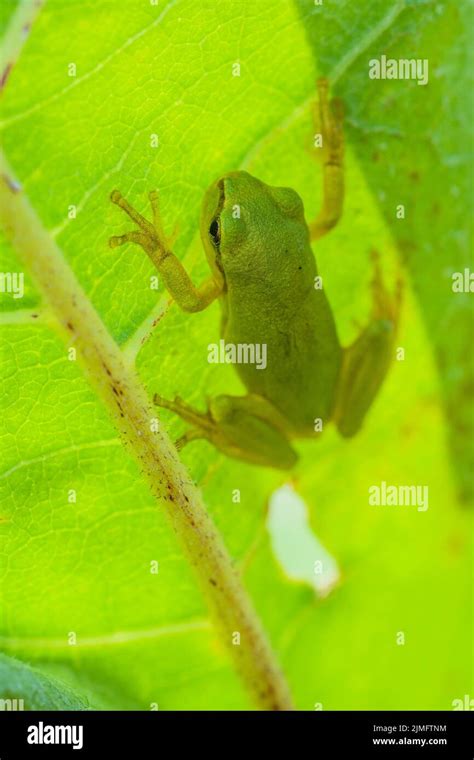 European Tree Frog Stock Photo - Alamy